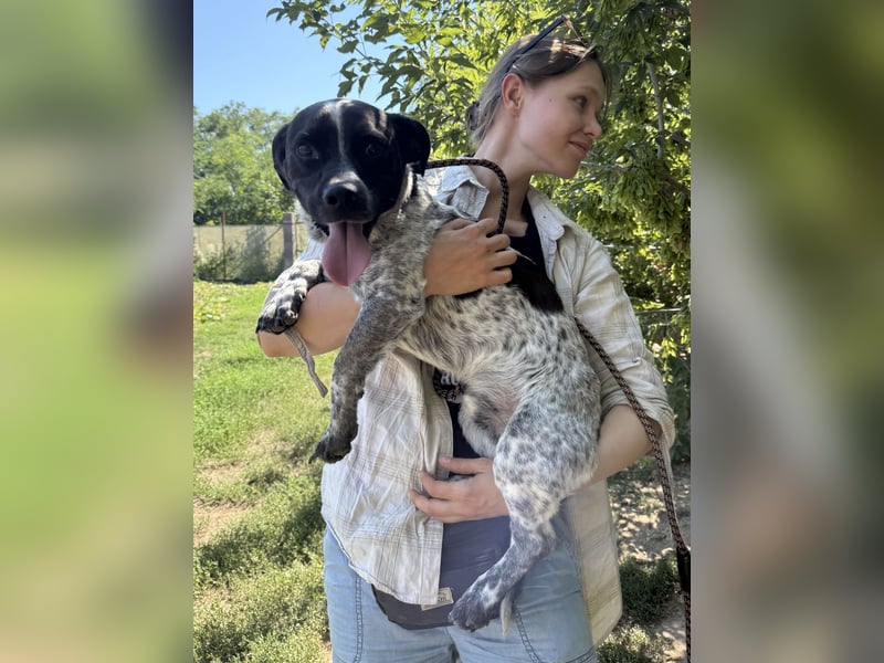 Rocky - sitzt verzweifelt im Tierheim