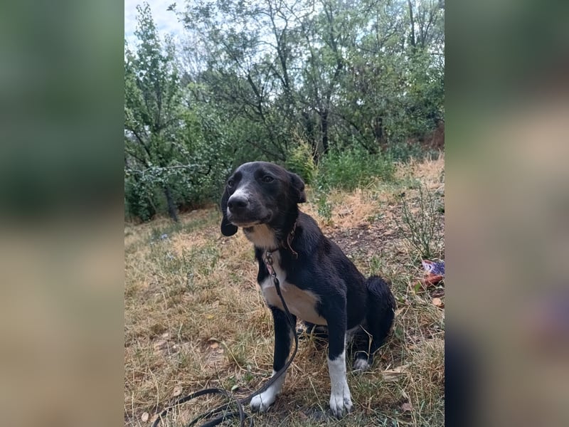 Collin Tierschutzhund sucht ein Zuhause