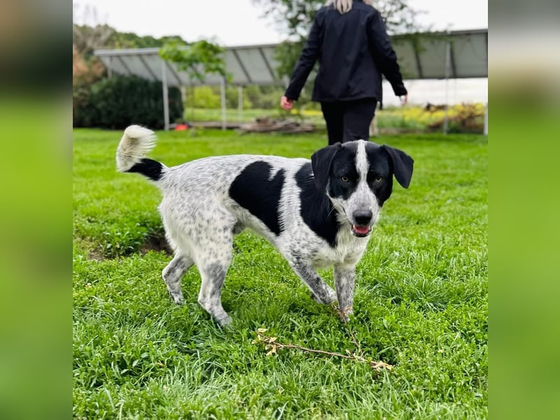 Pongo Tierschutzhund sucht ein Zuhause