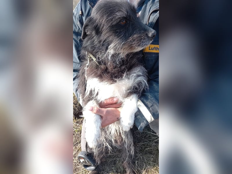 Bosco – was für ein toller Schatz, 5 Jahre alt