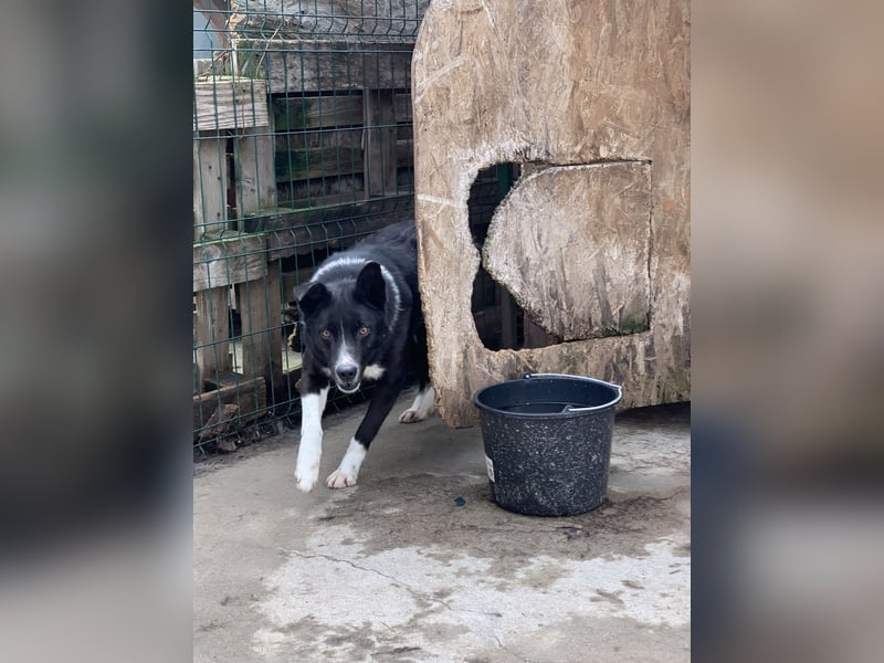 ⭐️COBI⭐️, Rüde mit Charme, 7 Jahre, 50 cm, Mischling, Tierschutz