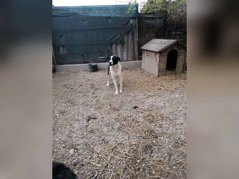 PANDA, Rüde, 3 Jahre, 45 cm, Mischling, Tierschutz