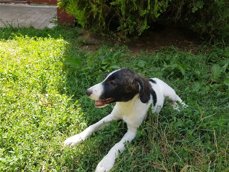 Enzo – 4 Monate alt, ein kleiner Prinz - entsorgt aber gerettet