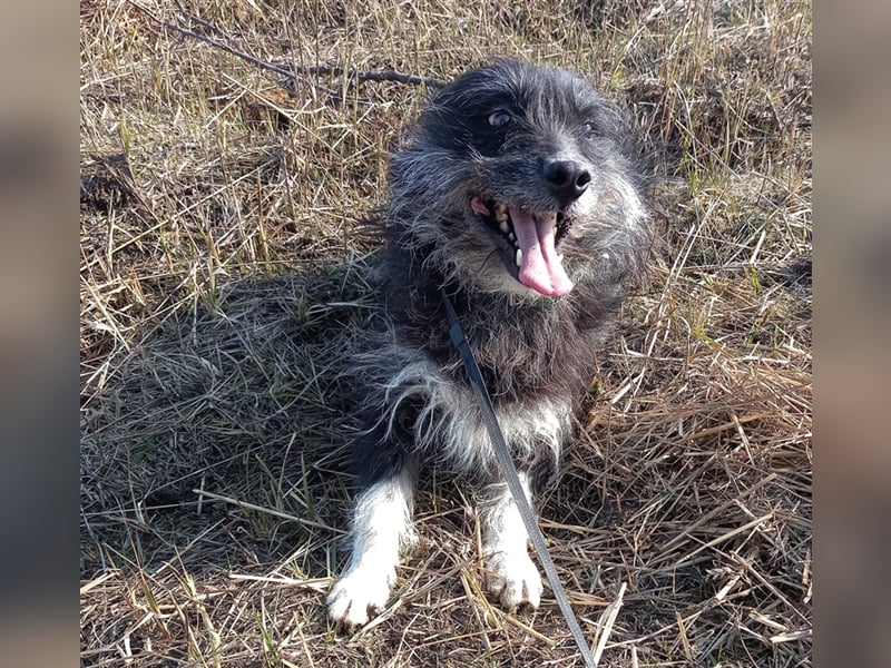 Bosco – was für ein toller Schatz, 5 Jahre alt