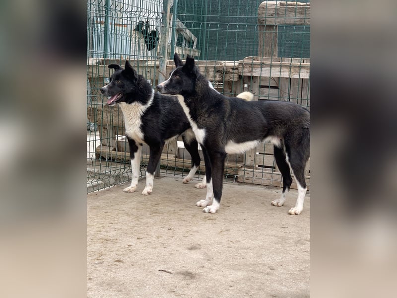 ⭐️COBI⭐️, Rüde mit Charme, 7 Jahre, 50 cm, Mischling, Tierschutz