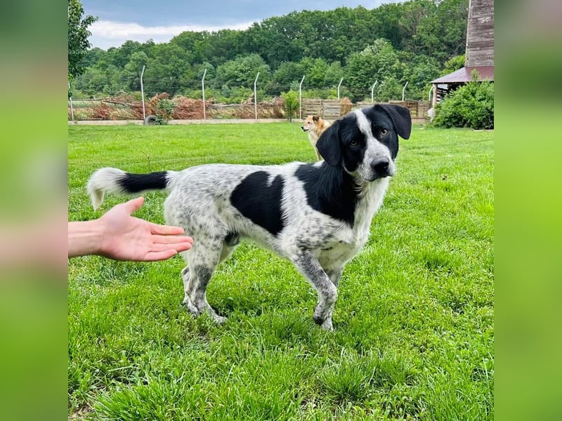 Pongo Tierschutzhund sucht ein Zuhause