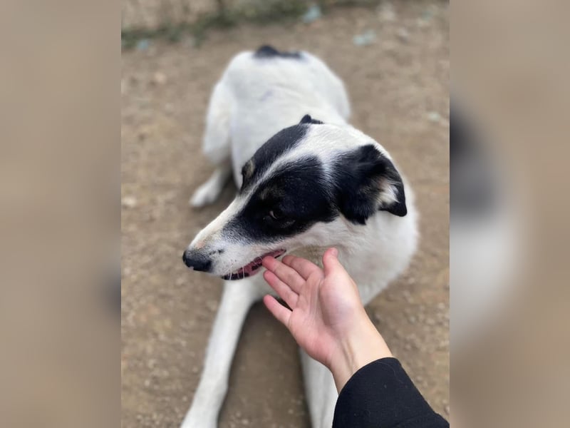 Jony Tierschutzhund sucht ein Zuhause
