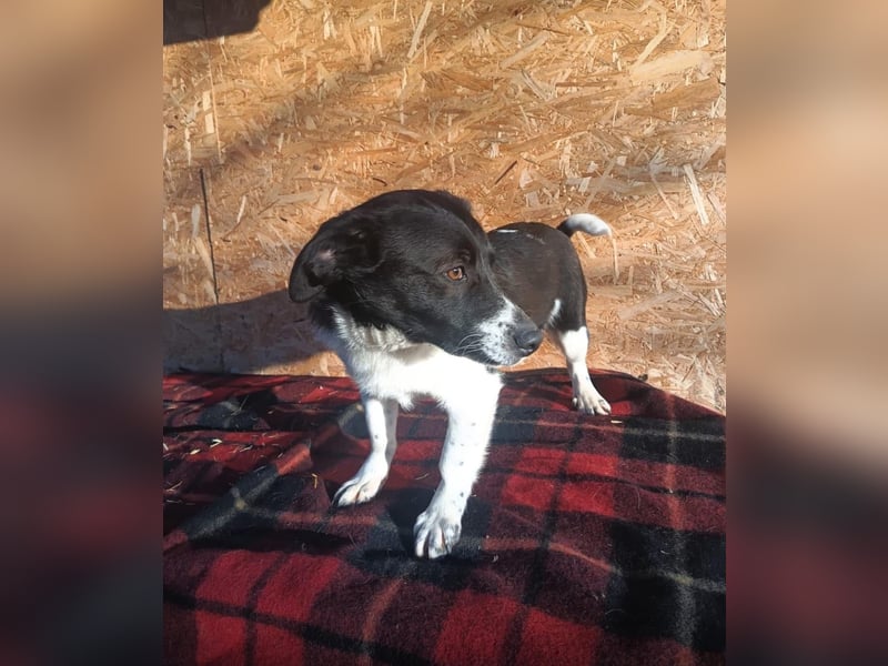 Micky Tierschutzhund sucht ein Zuhause