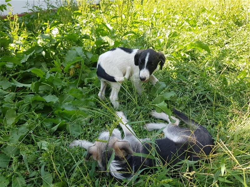 Enzo – 4 Monate alt, ein kleiner Prinz - entsorgt aber gerettet