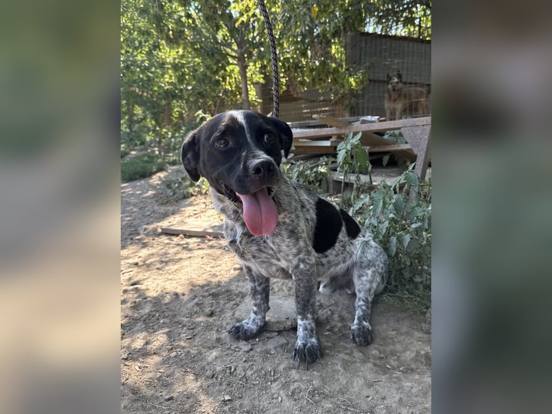 Rocky - sitzt verzweifelt im Tierheim