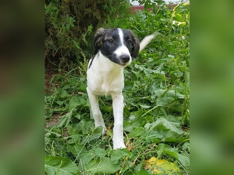 Enzo – 4 Monate alt, ein kleiner Prinz - entsorgt aber gerettet