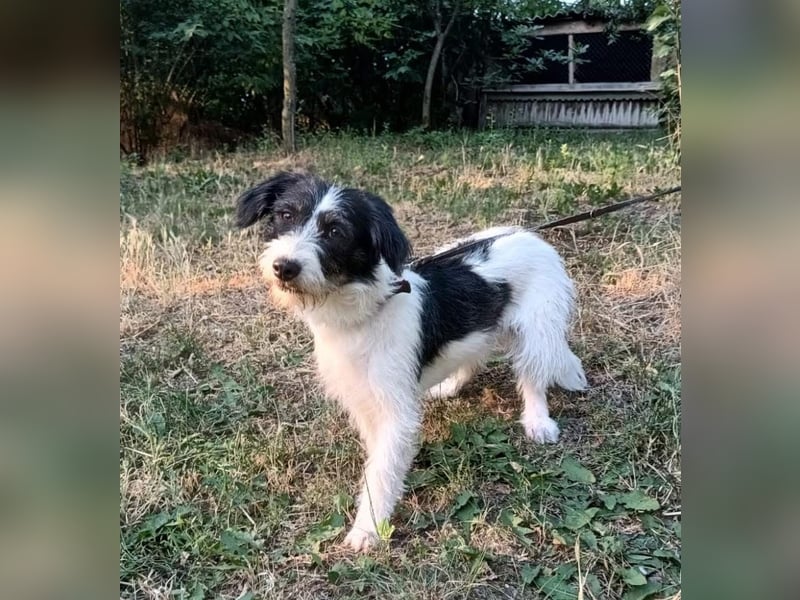 Elmo Tierschutzhund sucht ein Zuhause
