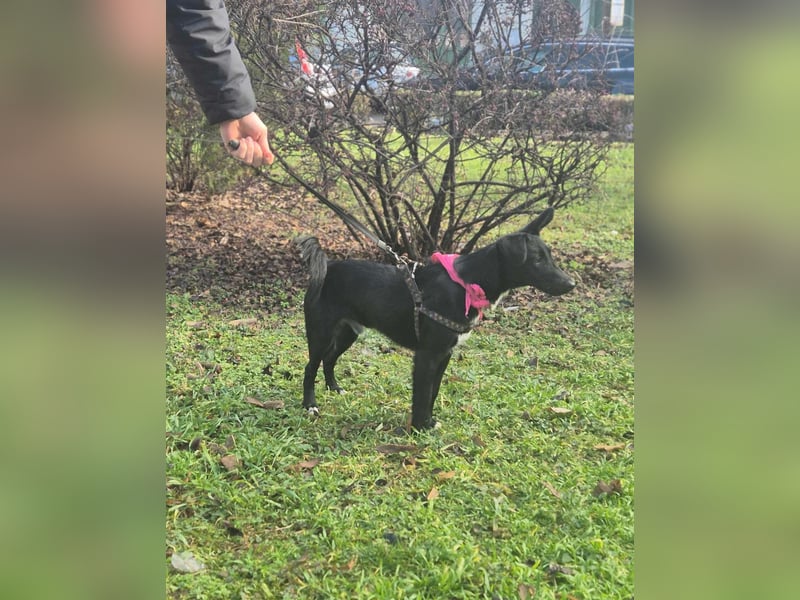 Junghund Rüde Bolt liebt Menschen, Hunde, Katzen- möchte so gerne Rumänien verlassen