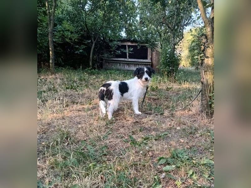 Elmo Tierschutzhund sucht ein Zuhause