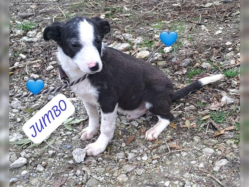 Jumbo wunderschöner Welpe möchten Rumänien schnell verlassen