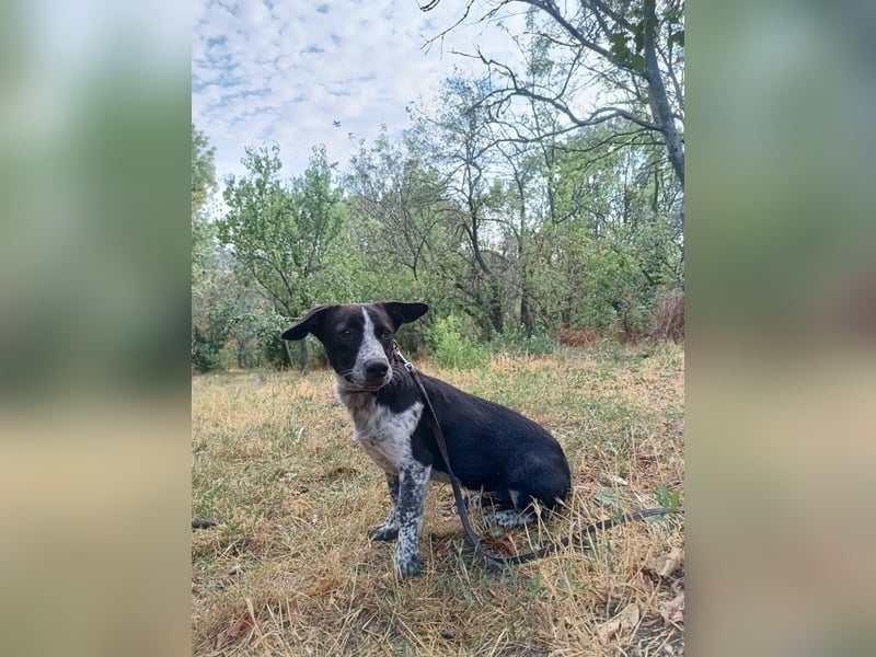 Cody Tierschutzhund sucht ein Zuhause
