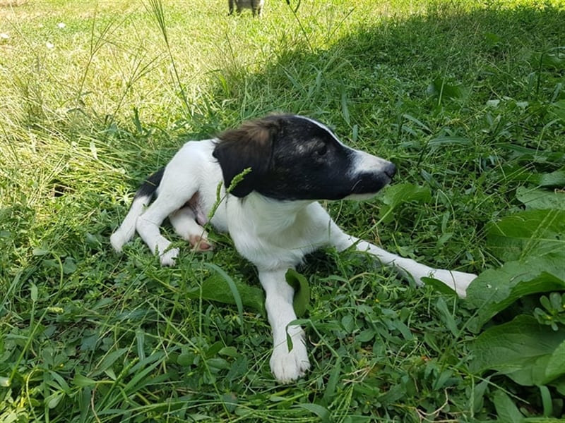 Enzo – 4 Monate alt, ein kleiner Prinz - entsorgt aber gerettet