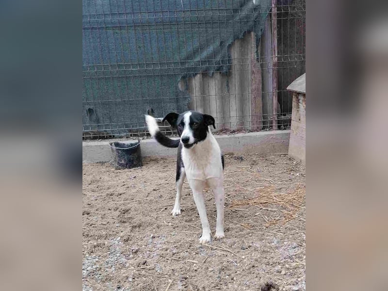 ⭐️PANDA⭐️, Rüde, 3 Jahre, 45 cm, Mischling, Tierschutz