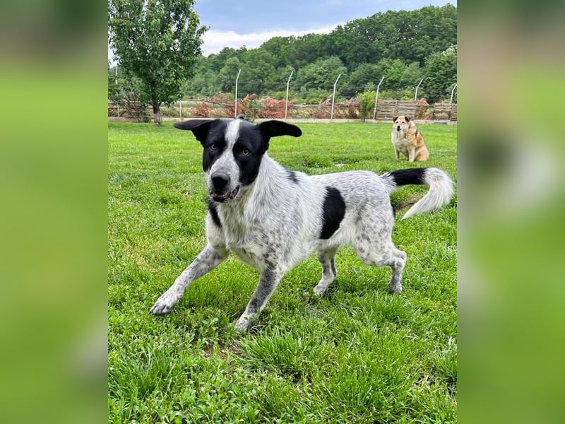Pongo Tierschutzhund sucht ein Zuhause