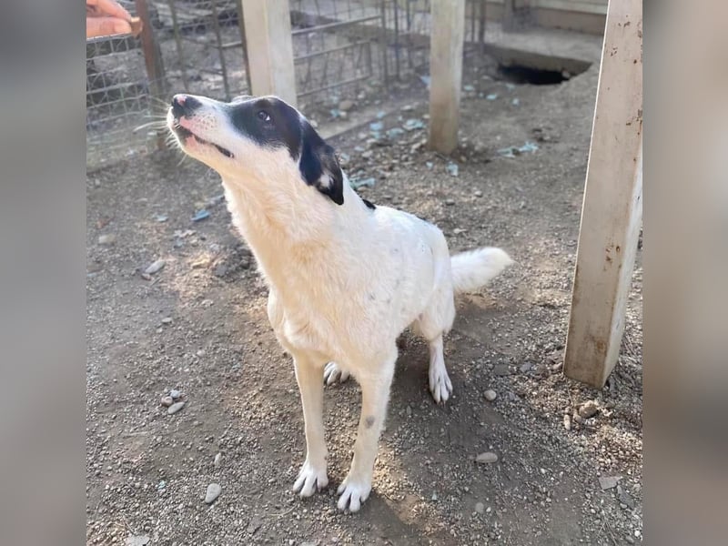 Jony Tierschutzhund sucht ein Zuhause