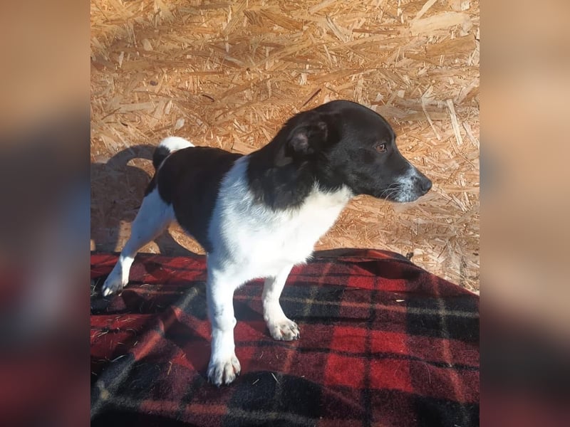 Micky Tierschutzhund sucht ein Zuhause