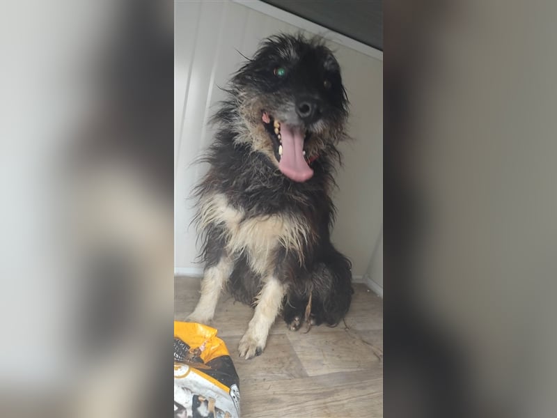 Bosco – was für ein toller Schatz, 5 Jahre alt