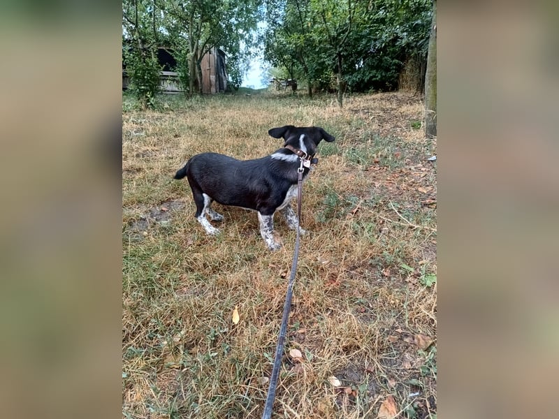 Cody Tierschutzhund sucht ein Zuhause