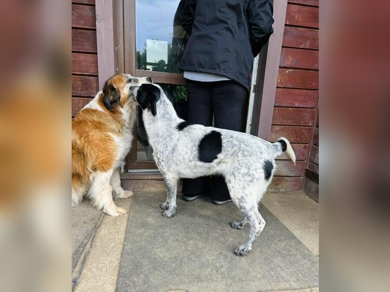 Pongo Tierschutzhund sucht ein Zuhause