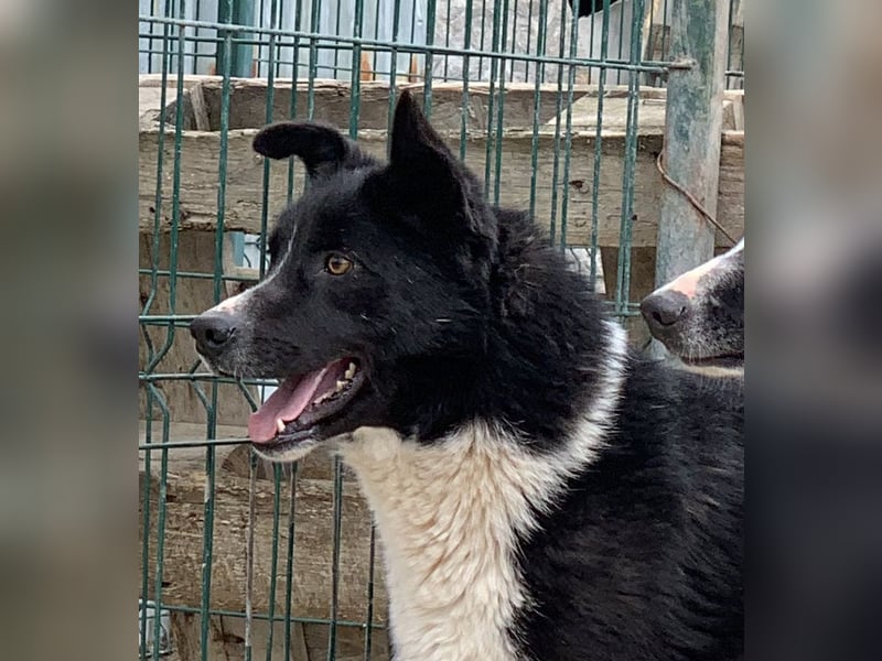 ⭐️COBI⭐️, Rüde mit Charme, 7 Jahre, 50 cm, Mischling, Tierschutz