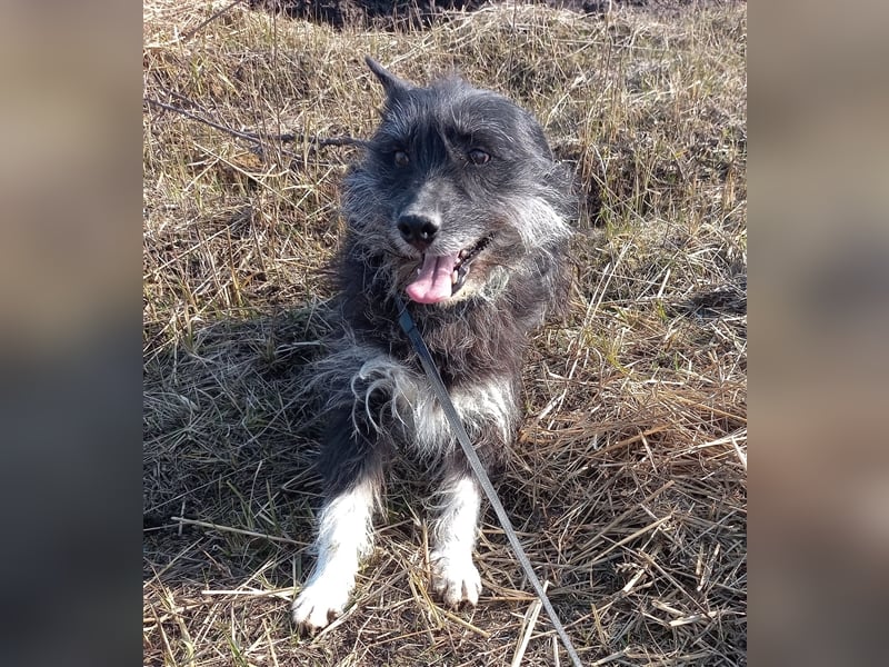 Bosco – was für ein toller Schatz, 5 Jahre alt