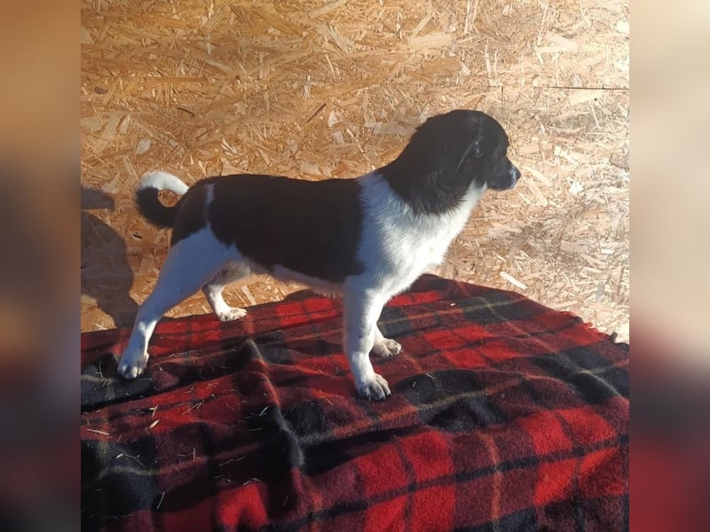 Micky Tierschutzhund sucht ein Zuhause