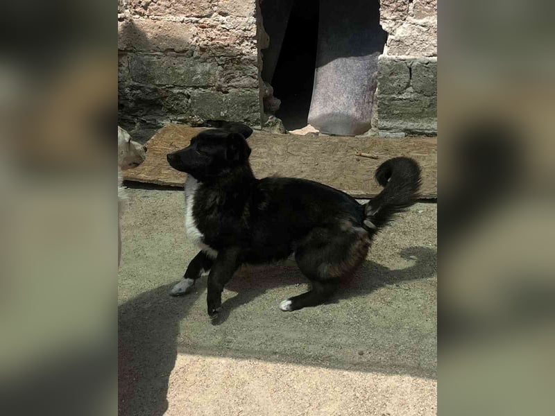 ⭐️ENNIO⭐️, Rüde, 1,5 Jahre, 30 cm, Mischling, Tierschutz
