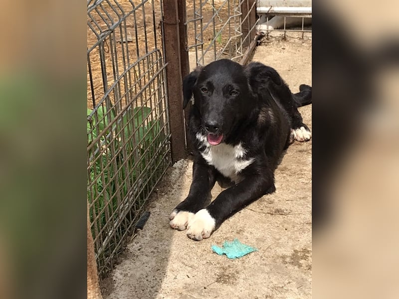 ALANI wartet auf sein zuhause