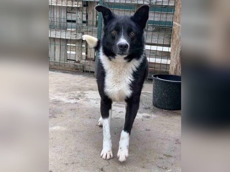 ⭐️COBI⭐️, Rüde, 7 Jahre, 50 cm, Mischling, Tierschutz