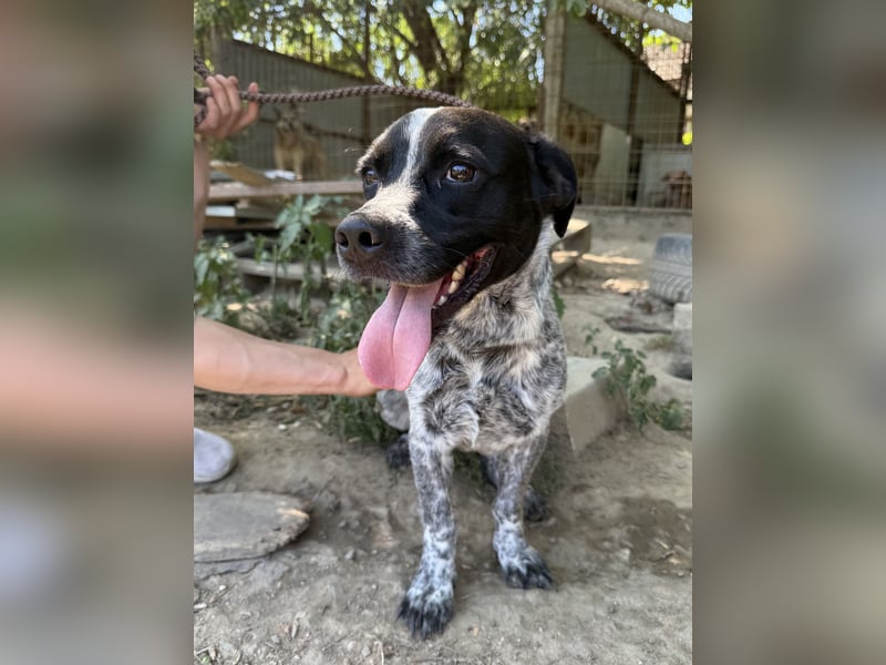Rocky - sitzt verzweifelt im Tierheim