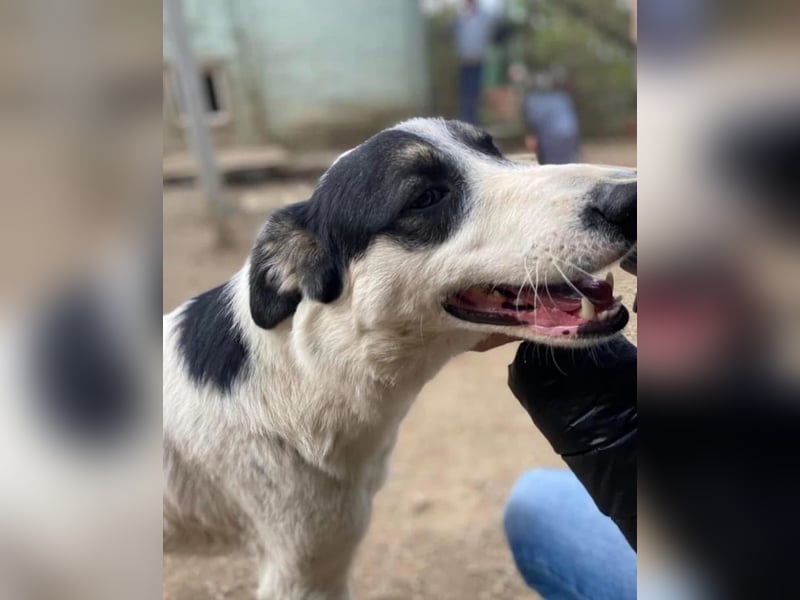 Jony Tierschutzhund sucht ein Zuhause
