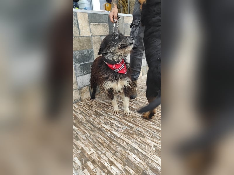 Bosco – was für ein toller Schatz, 5 Jahre alt