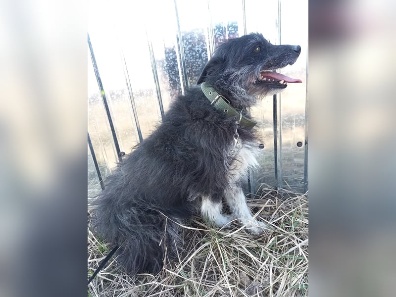Bosco – was für ein toller Schatz, 5 Jahre alt