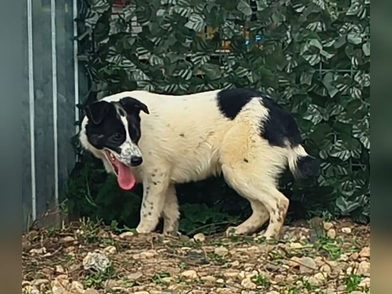 Ringo sucht seine Menschen