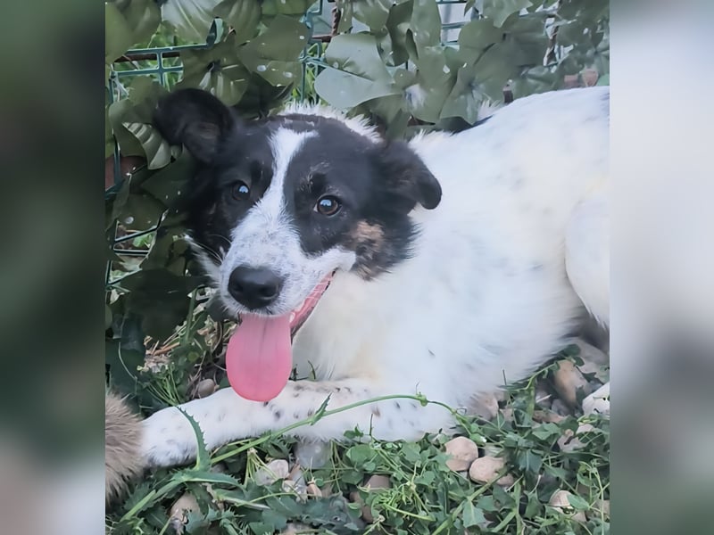 Ringo sucht seine Menschen