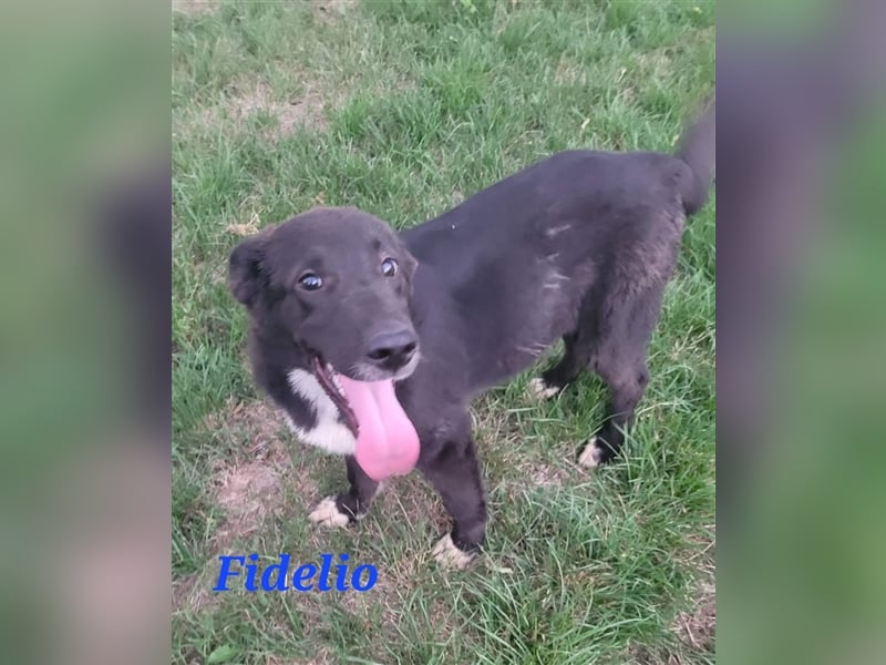 FIDELIO