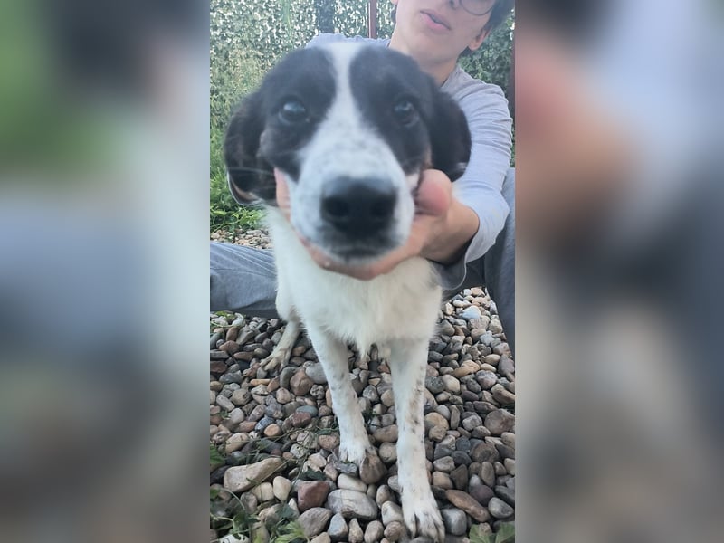 Ringo sucht seine Menschen