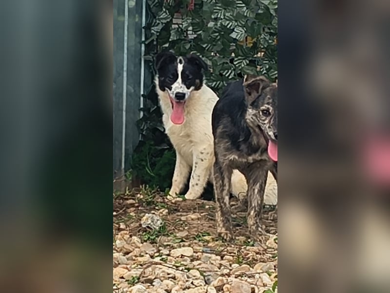 Ringo sucht seine Menschen