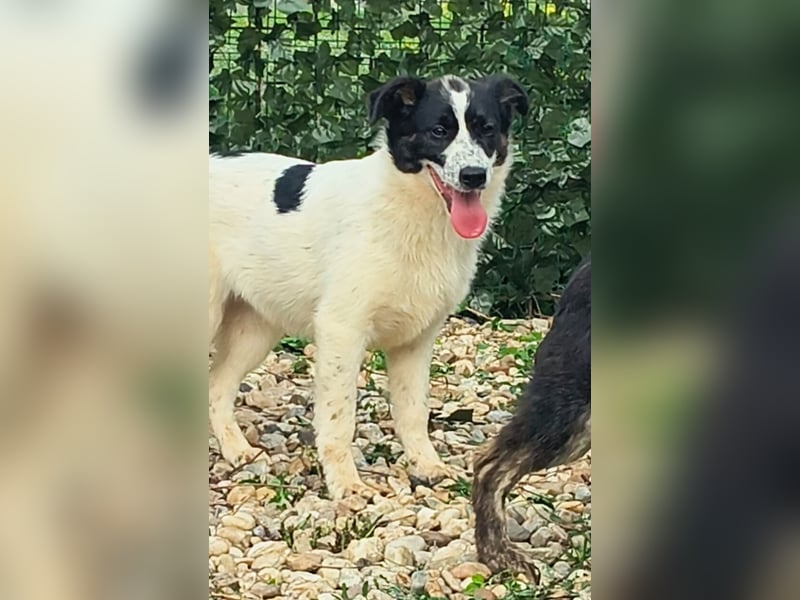 Ringo sucht seine Menschen