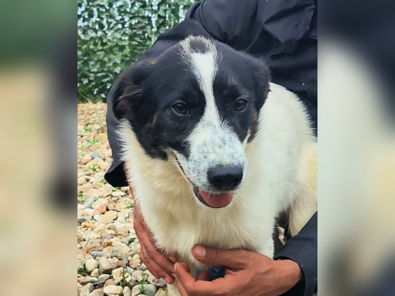 Ringo sucht seine Menschen