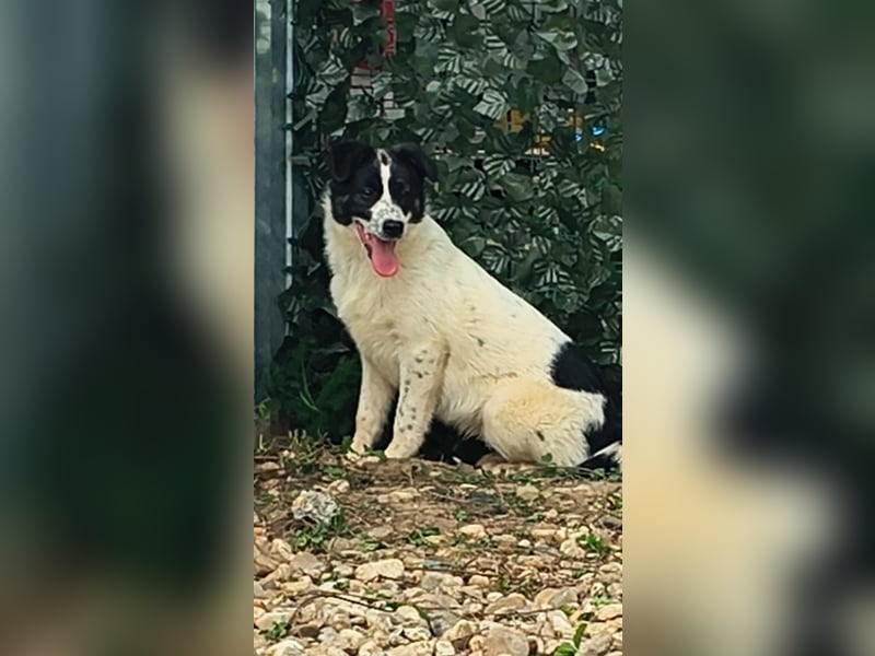 Ringo sucht seine Menschen
