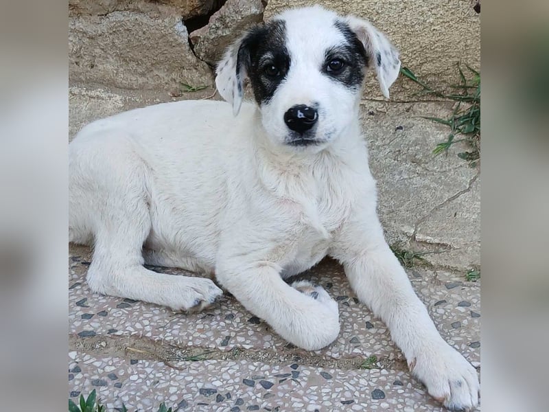 Snoopy-gr. Schäferhund-Mischling - sucht dringend  ein Zuhause/Pflegestelle