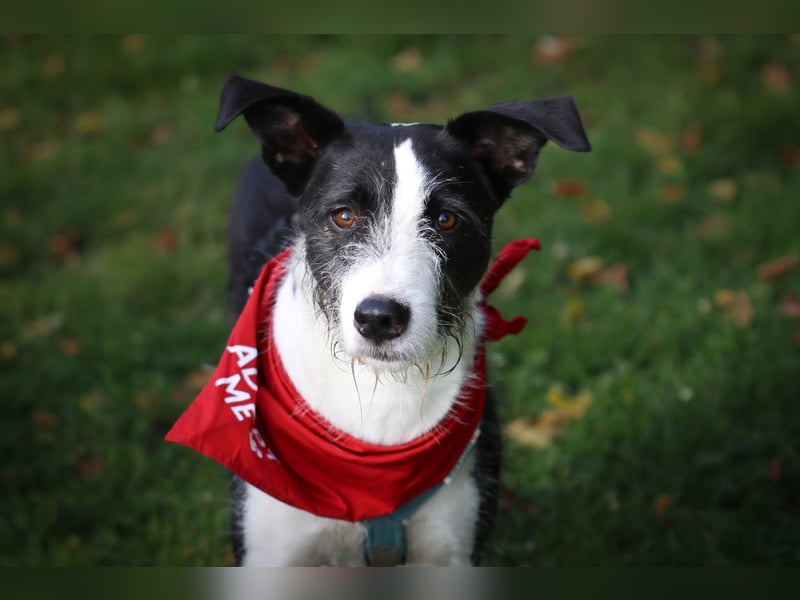 Izzo, wo sind die richtigen Menschen für diesen wundervollen Hund?