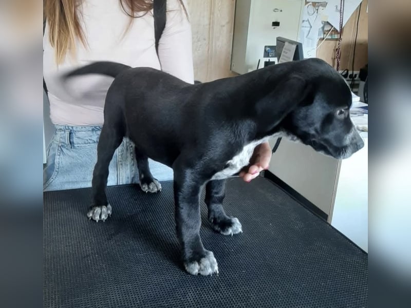 Oliver,  ein schönes Zuhause gesucht. Vielleicht bei dir?