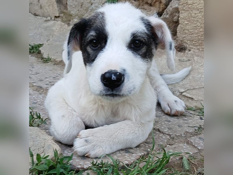 Snoopy-gr. Schäferhund-Mischling - sucht dringend  ein Zuhause/Pflegestelle